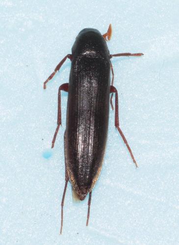 Réf. 268 449 : Serropalpus barbatus
